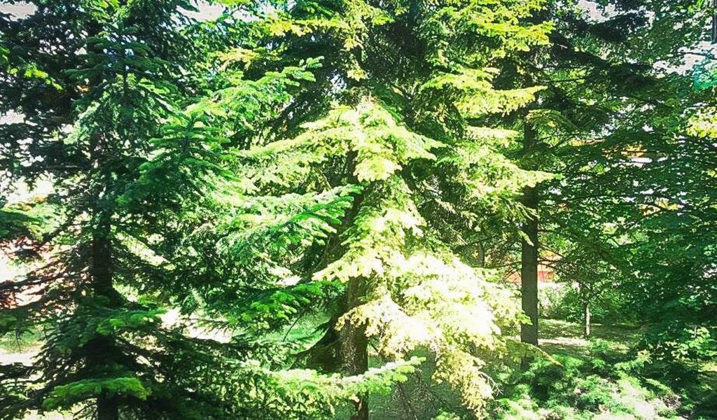 Lili Apartman Daire Balatonfüred Dış mekan fotoğraf